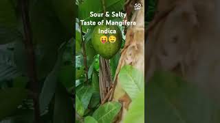 😱 what is this Mangifera indica tastesour 🤤Mango 🥭 [upl. by Sanez]