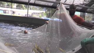 Shrimp Harvesting at the Institute of Marine Affairs [upl. by Ydoc]