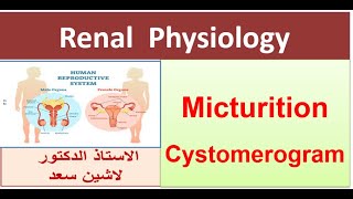 Micturition Reflex  Cystometrogram  Part 2 [upl. by Eillib]