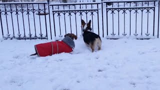 Corgi Snow Zoomies [upl. by Eceryt]