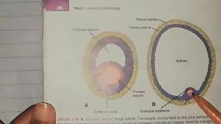 First week of development part 1 Ovarian cycle hormonql regulation oocyte transport embryology [upl. by Jeannie]