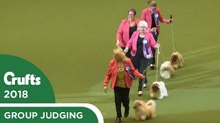 Breeders Competition  Crufts 2018 [upl. by Niloc759]