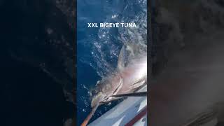 BIGEYE TUNA BOATSIDE fishing fish ocean shorts tuna [upl. by Masha]