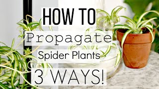 How To Propagate Spider Plants The Correct Way  Best 3 Ways To Propagate Spider Plantlets [upl. by Dymoke776]