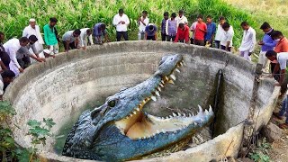 Biggest Crocodiles Ever Caught on Camera [upl. by Peony320]