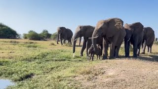 A Walk in the Wild with Baby Elephant Phabeni amp the Herd 🍃 [upl. by Gujral]