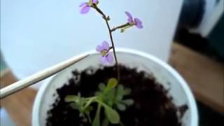 Stylidium debile  Trigger plant [upl. by Maryl21]