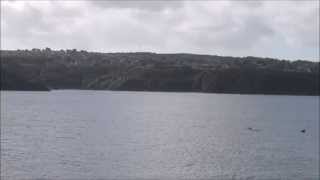 Bottlenose dolphins in Fishguard Harbour [upl. by Lomax]