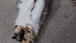 Playtime always  cute cat  🐈 catinfluencer catvideos catshorts catlover cutecat [upl. by Otxilac]