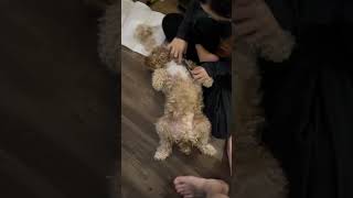 Cockapoo puppy 🐶 DIY grooming at home [upl. by Ominorej]