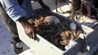 NET RESULTS The Dark Side of INSHORE Shrimp Trawling [upl. by Trev]