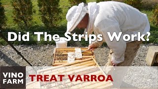 Varroa Treatment Results Whoa [upl. by Ellehcin]