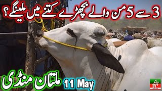 Multan Cow Mandi Fresh Latest Update Today 11 June 2024  Cow Mandi 2024  Multan Cattle Market 2024 [upl. by Niddala]