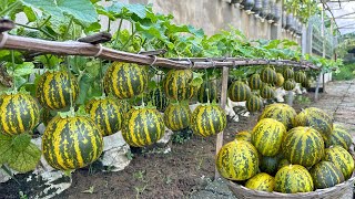 The Most Fruity Easy To Grow And Incredibly Delicious Melon Have You Tried It [upl. by Bobbee]