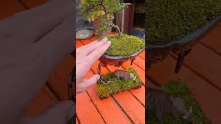 Creating an Avatar Style Cotoneaster display using Moss from the garden 🤧 [upl. by Quita]