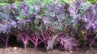 What Is Red Russian Kale  Lets take a look Organic [upl. by Marven92]