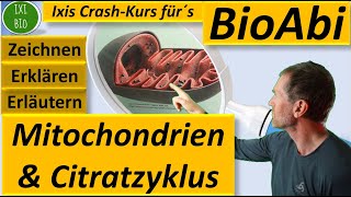 Citratzyklus der Zellatmung  Bau und Funktion von Mitochondrien  Zitronensäurezyklus Bioabi 2022 [upl. by Gniw957]