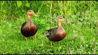 Mottled Duck  Pat ONeil Bird IDs [upl. by Hirz956]