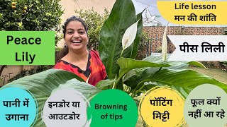 All about Peace Lily  पानी में पीस लिली उगाएं  Peace of Mind ke liye tips getmyharvest [upl. by Harrad]