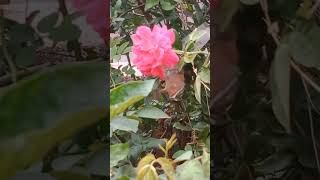 Rose plant ரோஸ் செடி [upl. by Ardnassak]