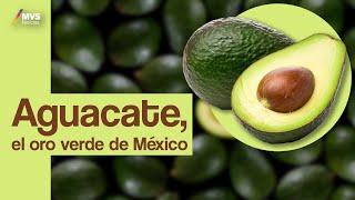 AGUACATE un alimento lleno de historia y controversia [upl. by Meyeroff30]