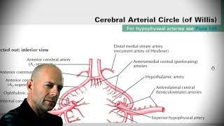 Анатомия с АВ Внутренняя сонная a carotis interna и позвоночная артерии a vertebralis [upl. by Eeslek]