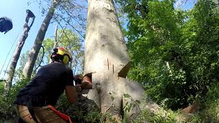 American Beech fagus grandifolia fell using shark gill felling cut [upl. by Iaka]