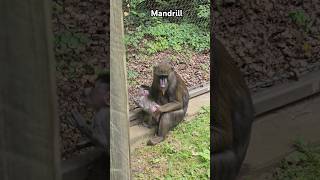 Baby Mandrill Unique primate facts [upl. by Ferree]