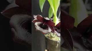 Monnierara Millennium Magic Witchcraft orchid anggrek orquideas catasetum [upl. by Pellegrini]