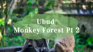 Monkey Forest Part 2 Hidden Gems amp Unseen Wonders in Bali  Travel 🌍 [upl. by Etteyniv]