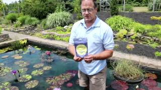 Grow Your Nymphaea waterlilies LARGE with the correct pot and fertilizer [upl. by Noed54]