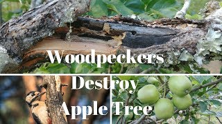 Woodpeckers are DESTROYING my Apple Tree [upl. by Nwahsid]