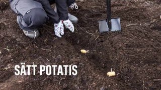 Så här sätter du potatis [upl. by Aphra]