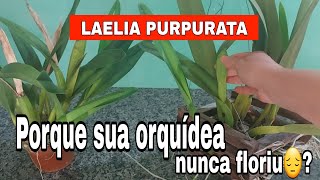 LAELIA PURPURATA UMA ORQUÍDEA MUITO EXIGENTE☝️Por isso a sua nunca FLORIU☝️ [upl. by Bernat524]