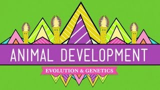 Animal Development Were Just Tubes  Crash Course Biology 16 [upl. by Dammahom]