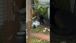 Rescuing a terrified abandoned dog  The transformation will amaze you Please share dog [upl. by Anerbes]