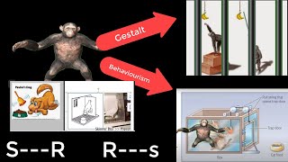 theories of learning Gestalt vs behaviourism operant vs classical conditioning نظريات التعلم [upl. by Cyrillus]