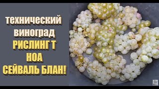 Обзор светлых сортов винограда РИСЛИНГ Т НОА и СЕЙВАЛЬ БЛАН на 14092020 год [upl. by Pardew]