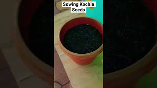 How to sow Kochia seeds shorts kochia seeds sowing garden [upl. by Julie]