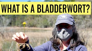 What is a Bladderwort [upl. by Chelton417]