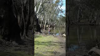 Bowfishing for Carp fishing outback bowfishing carpfishing bowhunting bushman koi [upl. by Guido]