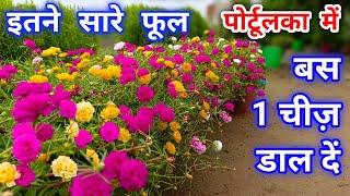 पोरटूलका मे बस ये डाल दें  Portulaca Plant  Moss Rose Plant Grow and Care Tips Fertilizer  नोबची [upl. by Silletram]