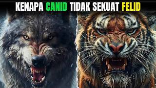 Kenapa Canid Tidak Sekuat Felid [upl. by Darom41]