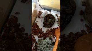 Baby Nicaraguan boa eats hopper mouse [upl. by Asiel902]