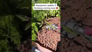 Aquaponics update 🐠 Tomatoes coming soon 🍅 9 aquaponicsdesign aquaponicssystem [upl. by Annadal]