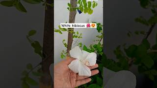 White hibiscus plant whitehibiscus ytshorts gardeningwithshivani05 [upl. by Oicaroh]