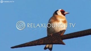 Naturvideos  Naturklänge Positive Musik zum träumen  HEIMISCHE VÖGEL [upl. by Ajet]