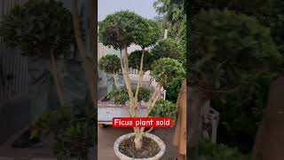 Ficus plant sold and dispatched [upl. by Candida]