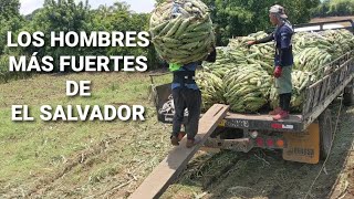 Así se carga el elote en los campos agrícolas en El Salvador 🇸🇻 [upl. by Kcirb]