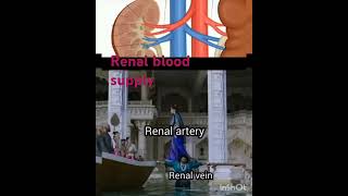 medicos renal blood supply kidney tricksneet ug pg Sudarshanlipane177 🩺🏥✨💫💓 [upl. by Neel]